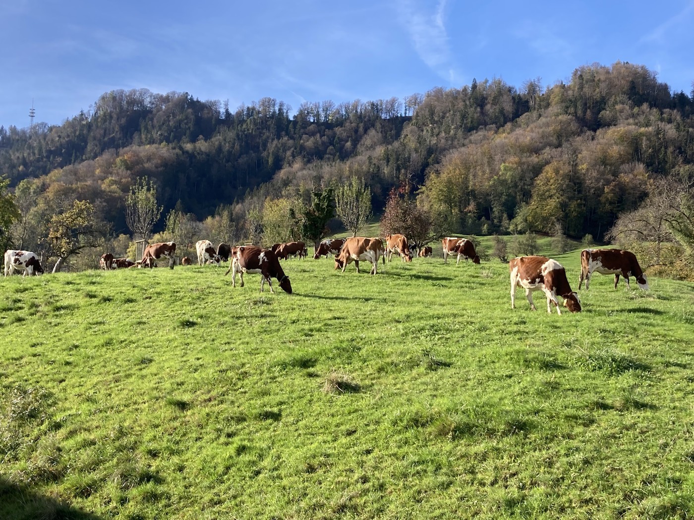Appartamento di 4 ½ locali