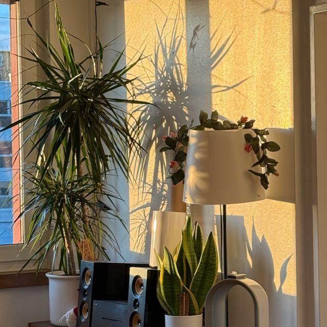 Room in a shared flat